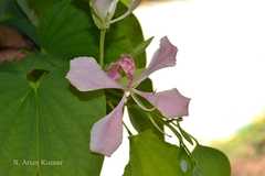 Bauhinia monandra
